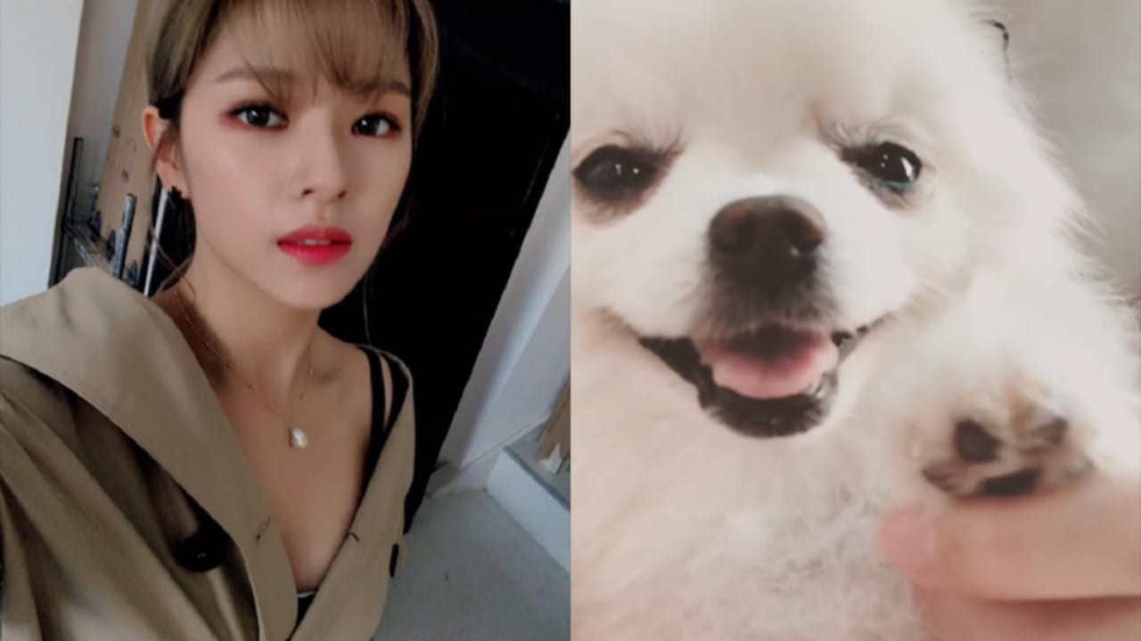 Twice ジョンヨンの愛犬が奇跡の回復 みんな心配してくれてありがとう Kpop Monster Twice ジョンヨンの愛犬が奇跡の回復 みんな心配してくれてありがとう Kpop Monster