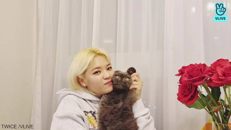 TWICE ジョンヨンと、姉 コン・スンヨンの愛猫 パム