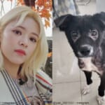 TWICE ジョンヨン（左）、保護犬 ユキ（右）