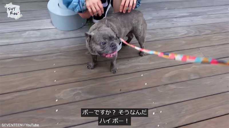 犬と遭遇したホシとジョシュア